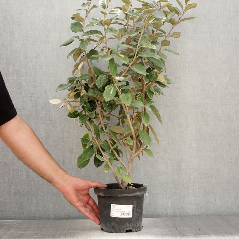 Exemplaar van Elaeagnus ebbingei - Olijfwilg Pot van 2 l/3 l zoals geleverd in de zomer