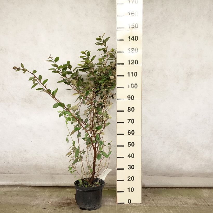 Exemplaar van Elaeagnus ebbingei - Olijfwilg Pot van 7,5 l/10 l zoals geleverd in de zomer