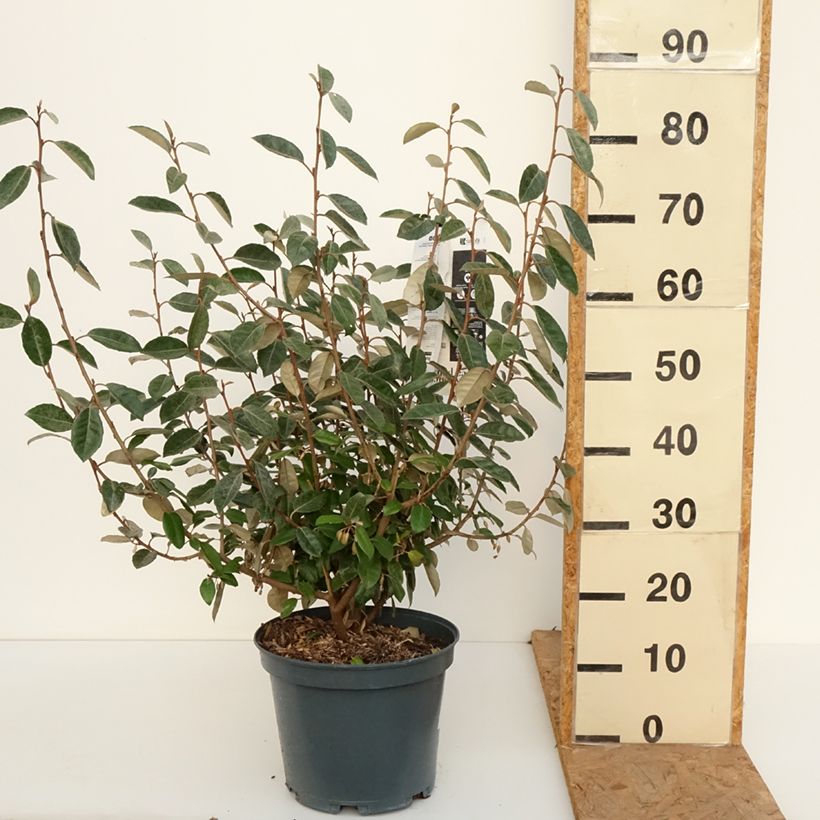 Exemplaar van Elaeagnus ebbingei - Olijfwilg Pot van 7,5 l/10 l zoals geleverd in de herfst