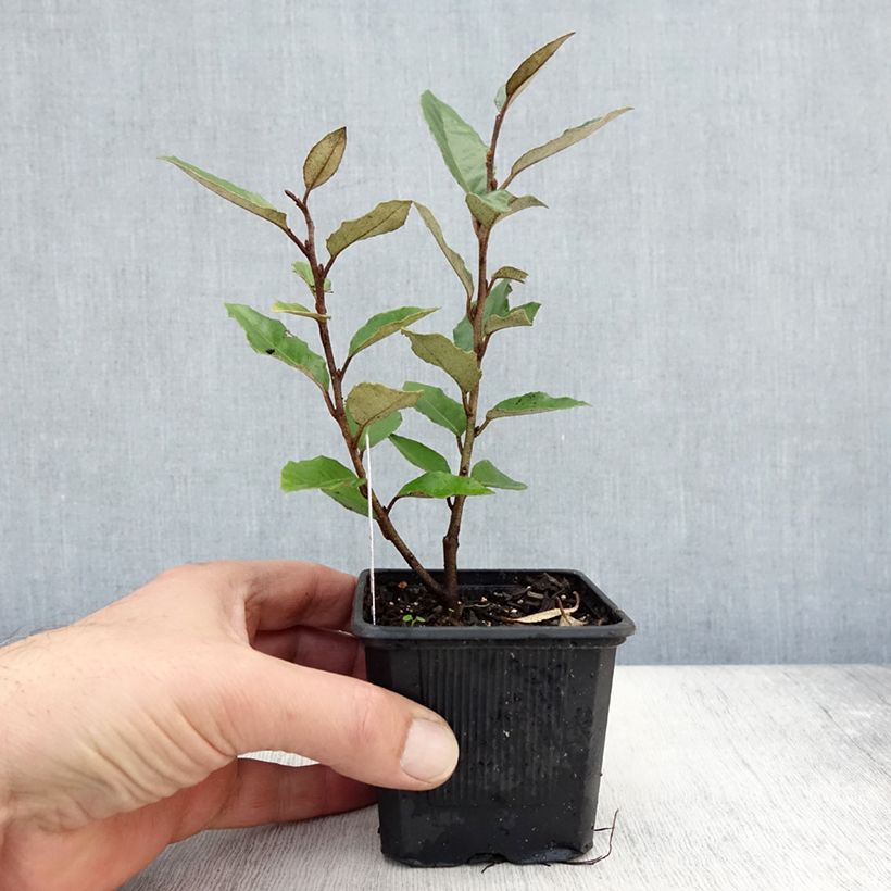 Exemplaar van Elaeagnus ebbingei - Chalef de Ebbing Godet de 8/9 cm zoals geleverd in de herfst