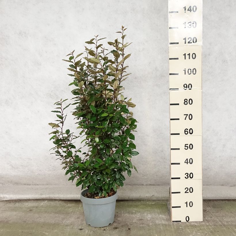 Exemplaar van Elaeagnus ebbingei Compacta - Olijfwilg Pot van 7,5 l/10 l zoals geleverd in de zomer