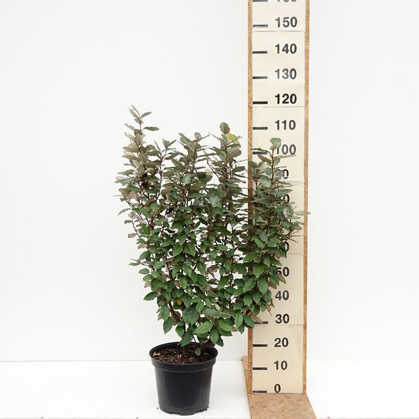 Exemplaar van Elaeagnus ebbingei Compacta - Olijfwilg Pot van 7,5 l/10 l zoals geleverd in de herfst