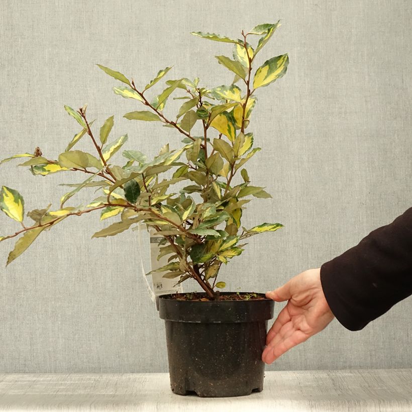 Exemplaar van Elaeagnus ebbingei Eleador - Olijfwilg Pot van 3 l/4 l zoals geleverd in de herfst
