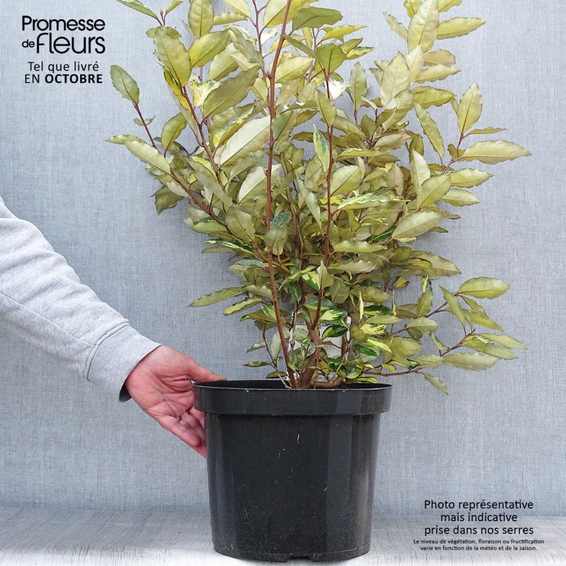 Exemplaar van Elaeagnus ebbingei Eleador - Olijfwilg Pot van 7,5 l/10 l zoals geleverd in de herfst
