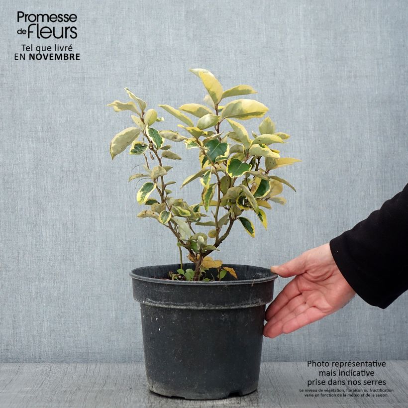 Exemplaar van Elaeagnus ebbingei Gilt Edge - Olijfwilg Pot van 3 l/4 l zoals geleverd in de herfst