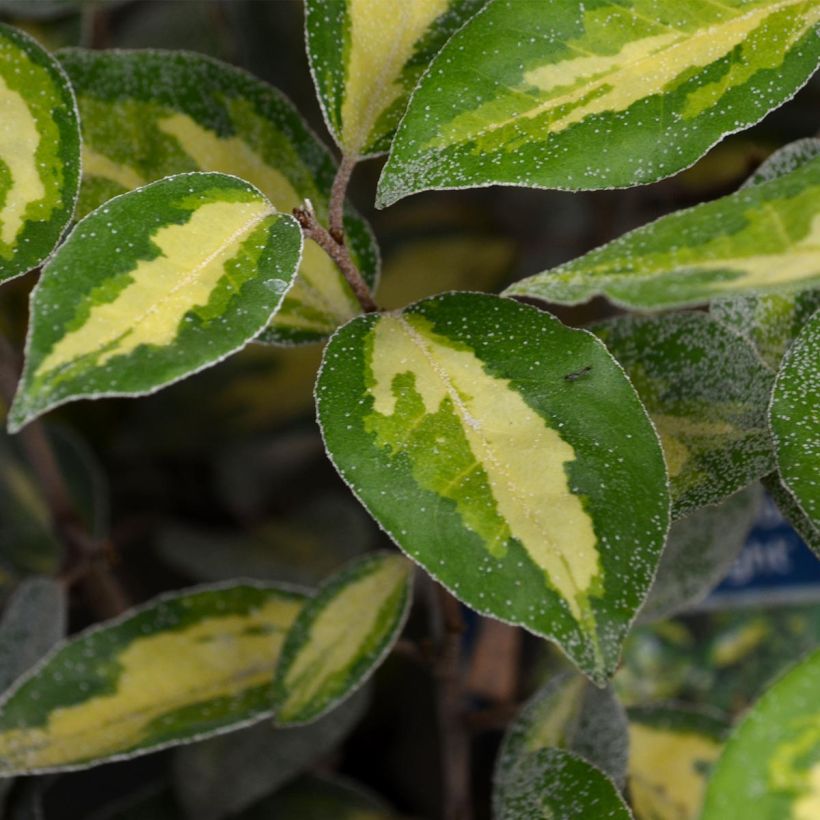 Elaeagnus ebbingei Limelight - Olijfwilg (Blad)