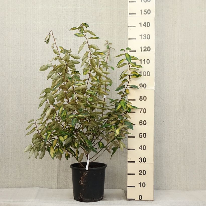 Exemplaar van Elaeagnus ebbingei Limelight - Olijfwilg Pot van 7,5 l/10 l zoals geleverd in de herfst