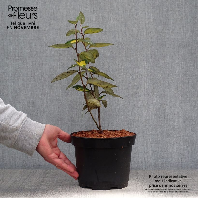 Exemplaar van Elaeagnus ebbingei Limelight - Chalef de Ebbing Pot de 2L/3L zoals geleverd in de herfst