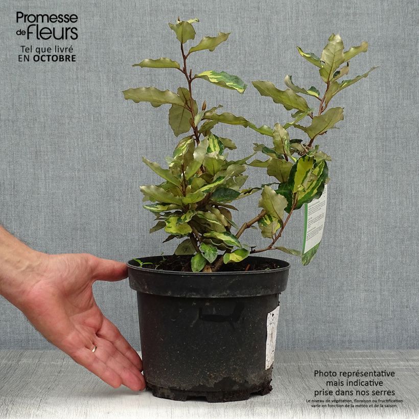 Exemplaar van Elaeagnus ebbingei Maryline - Olijfwilg Pot van 2 l/3 l zoals geleverd in de herfst