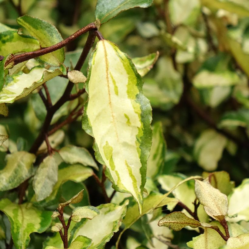 Elaeagnus ebbingei Maryline - Olijfwilg (Blad)