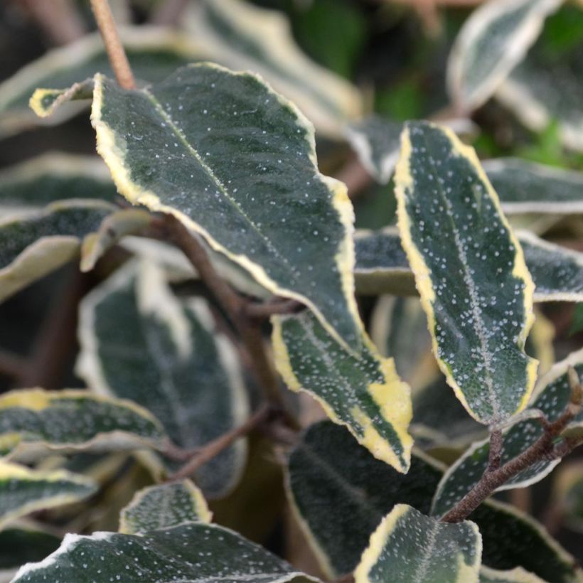 Elaeagnus pungens Hosuba Fukurin - Stekelige olijfwilg (Foliage)