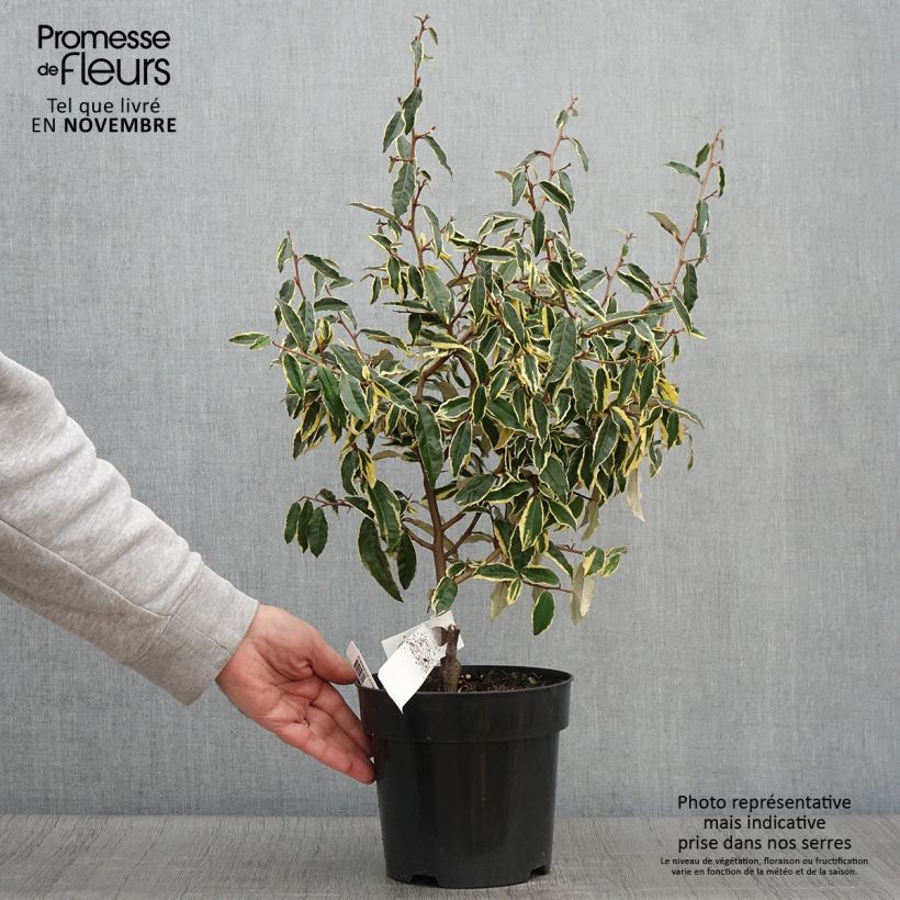 Exemplaar van Elaeagnus pungens Hosuba Fukurin - Stekelige olijfwilg Pot van 3 l/4 l zoals geleverd in de herfst