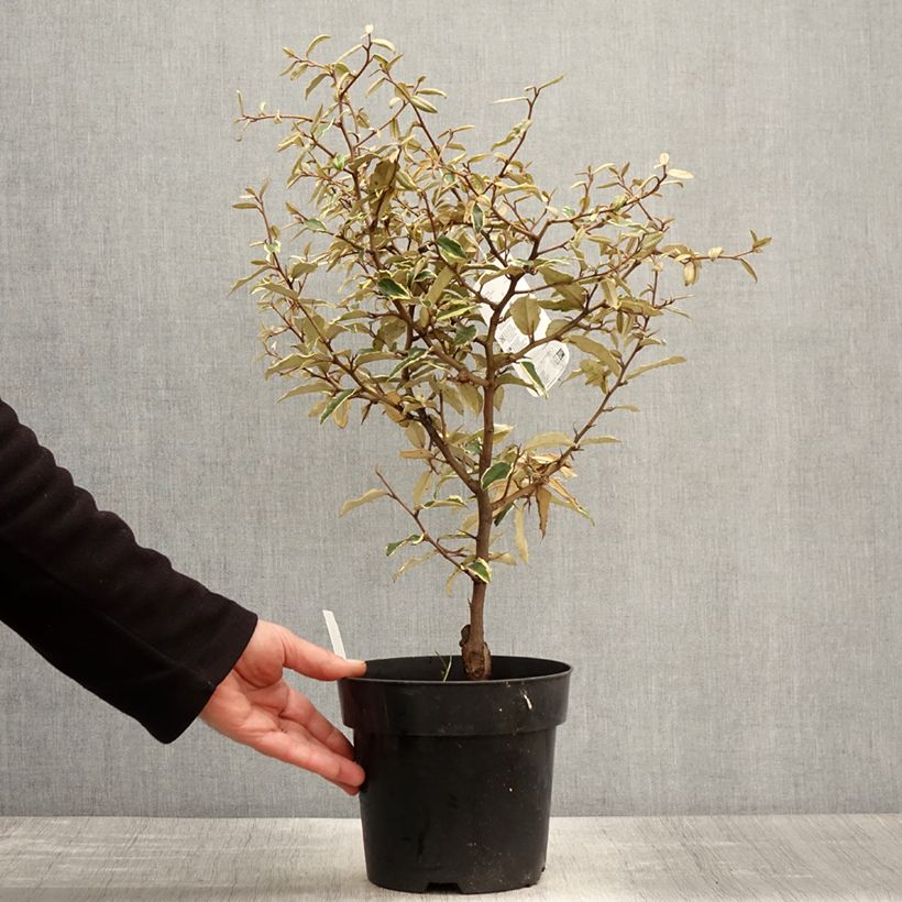 Example of Elaeagnus pungens Hosuba Fukurin - Stekelige olijfwilg Pot van 3 l/4 l as you get in printemps