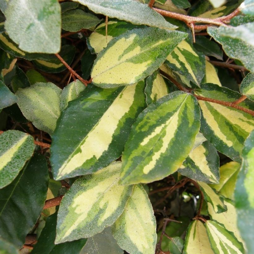 Elaeagnus pungens Maculata - Stekelige olijfwilg (Blad)