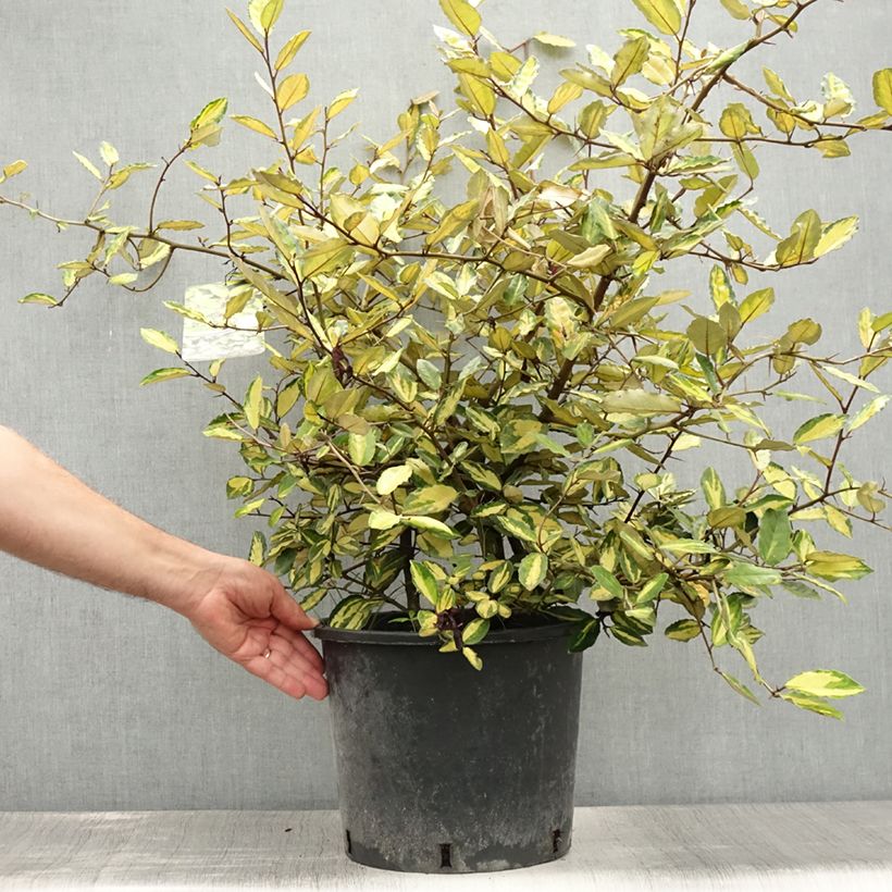Exemplaar van Elaeagnus pungens Maculata - Stekelige olijfwilg Pot van 7,5 l/10 l zoals geleverd in de zomer