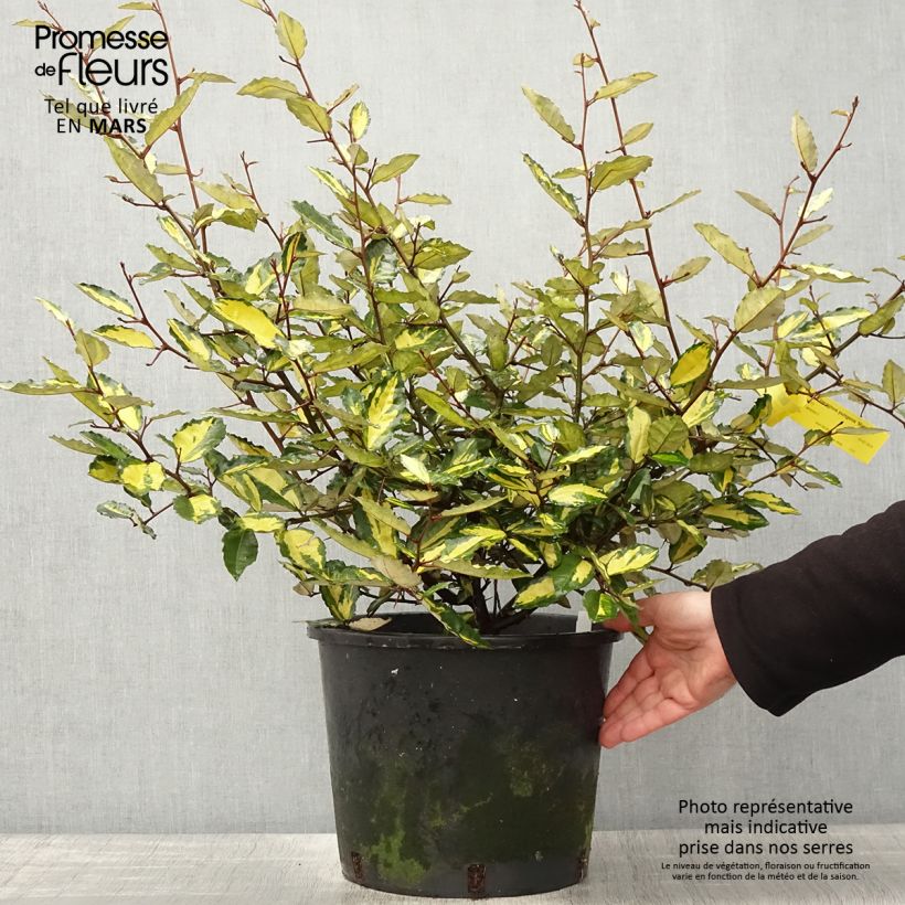 Exemplaar van Elaeagnus pungens Maculata - Stekelige olijfwilg Pot van 7,5 l/10 l zoals geleverd in de lente