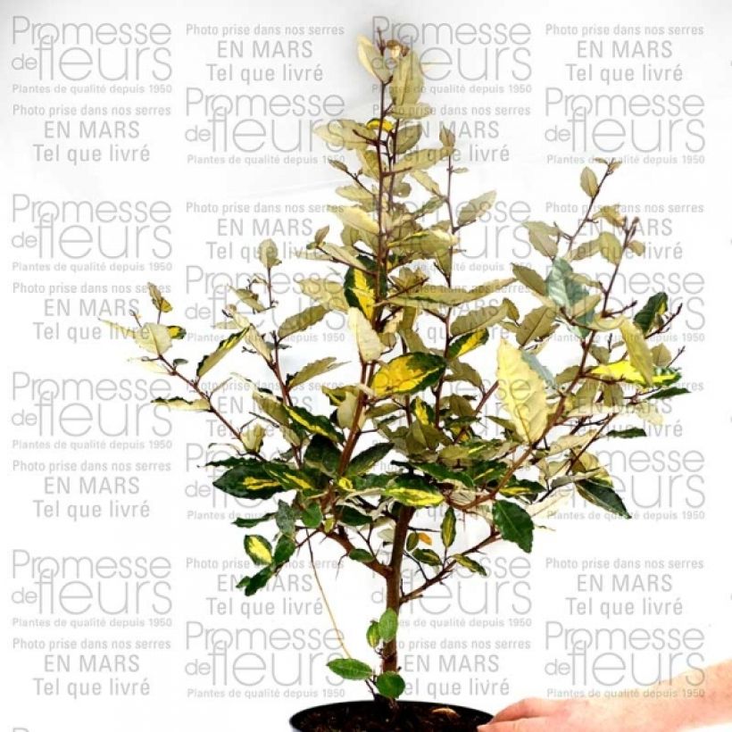 Elaeagnus pungens Maculata - Stekelige olijfwilg (Groeiplaats)