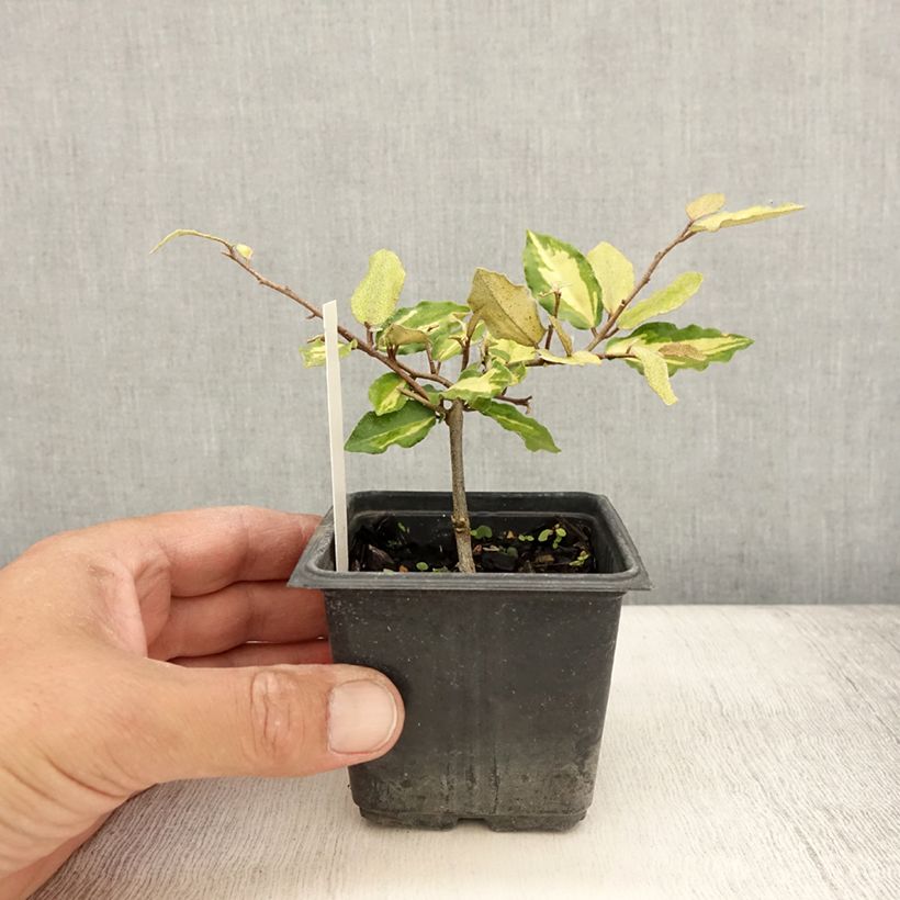 Exemplaar van Elaeagnus pungens Maculata - Stekelige olijfwilg Kweekpotje van 8/9 cm zoals geleverd in de zomer