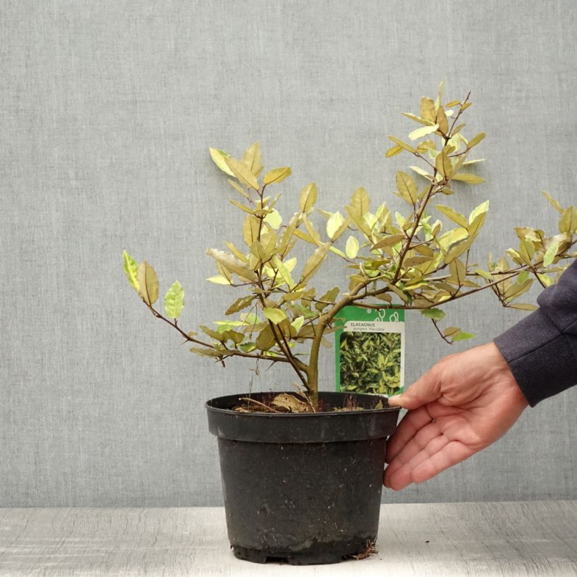 Exemplaar van Elaeagnus pungens Maculata - Stekelige olijfwilg Pot van 2 l/3 l zoals geleverd in de zomer