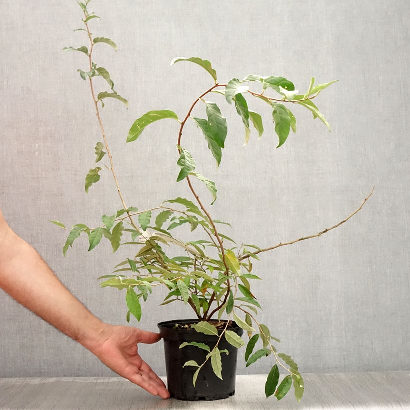 Exemplaar van Elaeagnus umbellata Amoroso - Olijfwilg Pot van 2 l/3 l zoals geleverd in de zomer