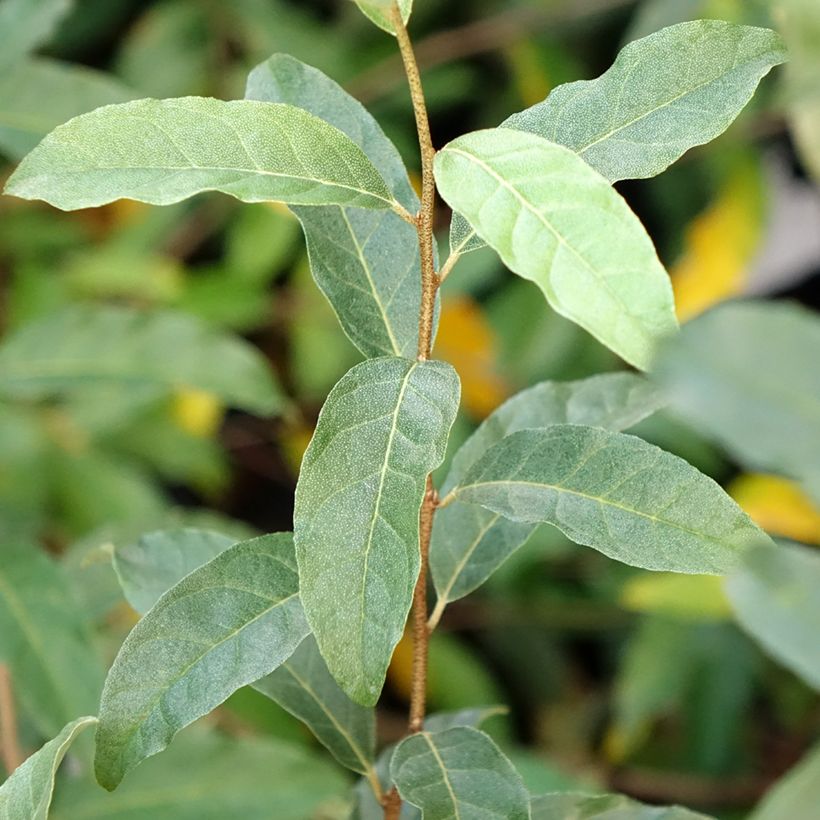 Elaeagnus umbellata Amoroso - Olijfwilg (Blad)