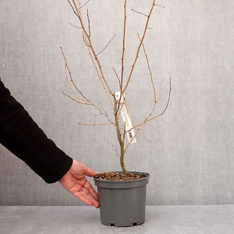 Exemplaar van Elaeagnus umbellata - Chalef d'automne Pot de 3L/4L zoals geleverd in de winter