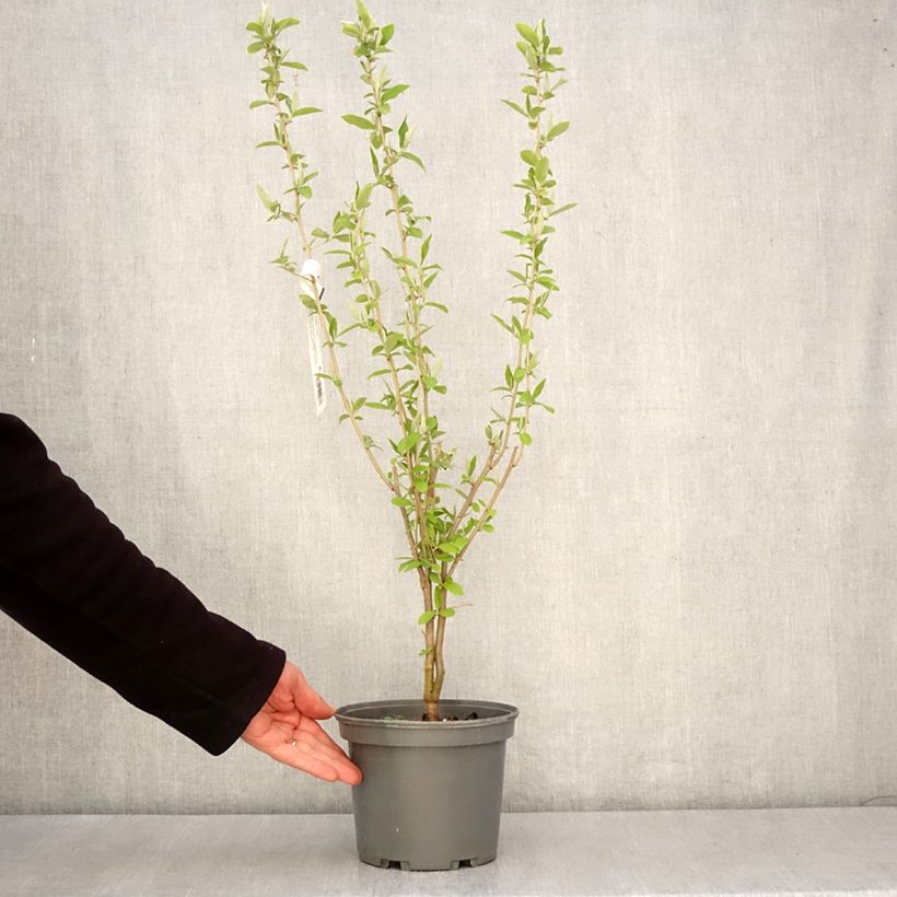 Exemplaar van Elaeagnus umbellata - Olijfwilg Pot van 3 l/4 l zoals geleverd in de lente