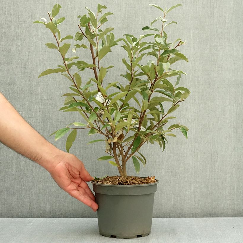 Exemplaar van Elaeagnus umbellata - Olijfwilg Pot van 3 l/4 l zoals geleverd in de zomer