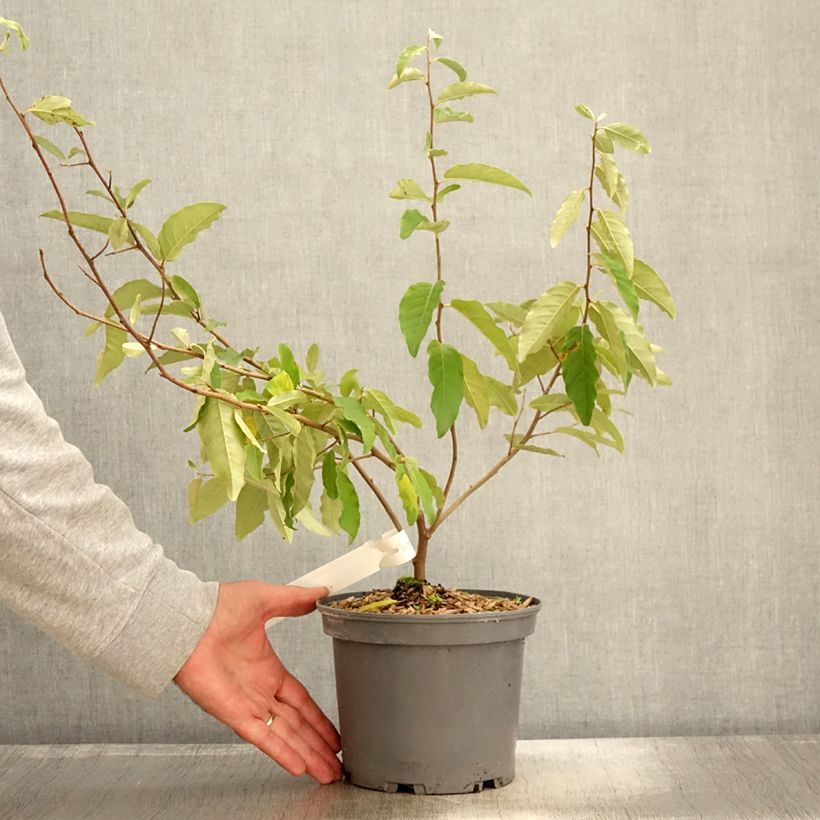 Exemplaar van Elaeagnus umbellata Fortunella - Goumi du Japon Pot de 2L/3L zoals geleverd in de herfst