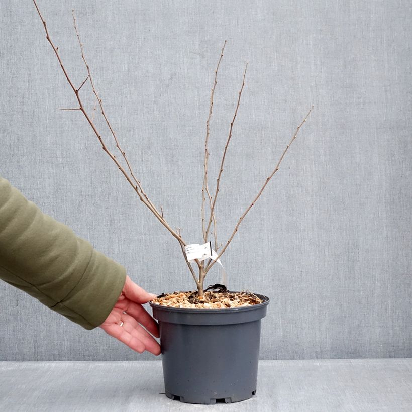 Exemplaar van Elaeagnus umbellata Fortunella - Olijfwilg Pot van 2 l/3 l zoals geleverd in de winter