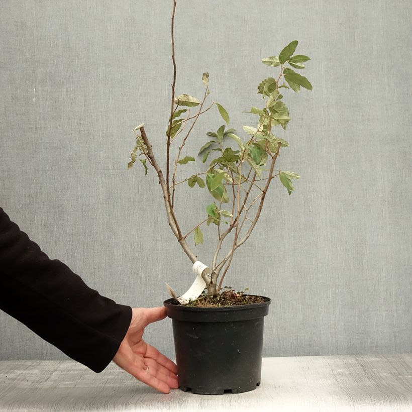 Exemplaar van Elaeagnus umbellata Pointilla Sweet'N'Sour - Olijfwilg Pot van 2 l/3 l zoals geleverd in de herfst