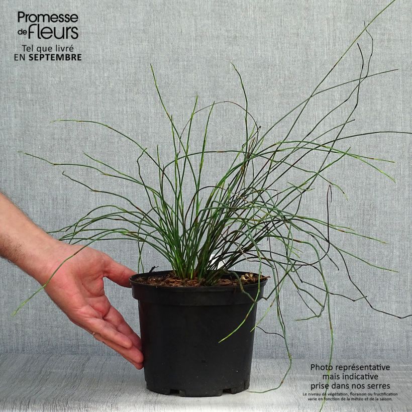 Exemplaar van Elegia capensis - Restio Pot van 2 l/3 l zoals geleverd in de herfst