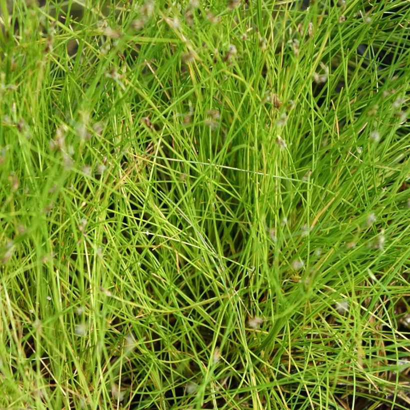 Eleocharis acicularis - Naaldwaterbies (Blad)