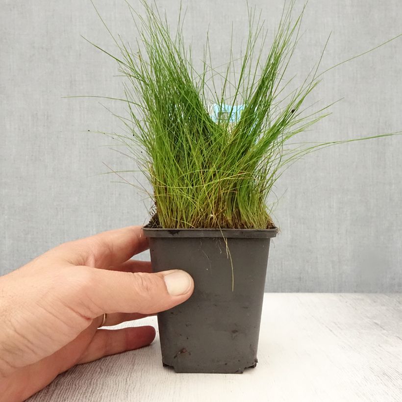 Exemplaar van Eleocharis acicularis - Naaldwaterbies Kweekpotje van 8/9 cm zoals geleverd in de zomer