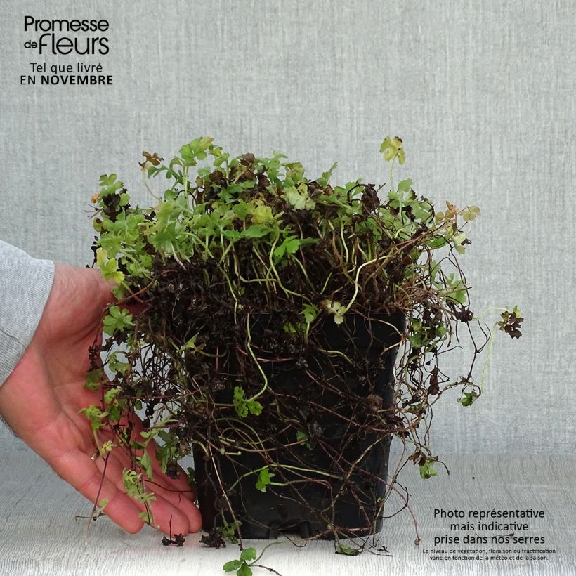 Exemplaar van Ellisiophyllum pinnatum Pot van 2 l/3 l zoals geleverd in de herfst