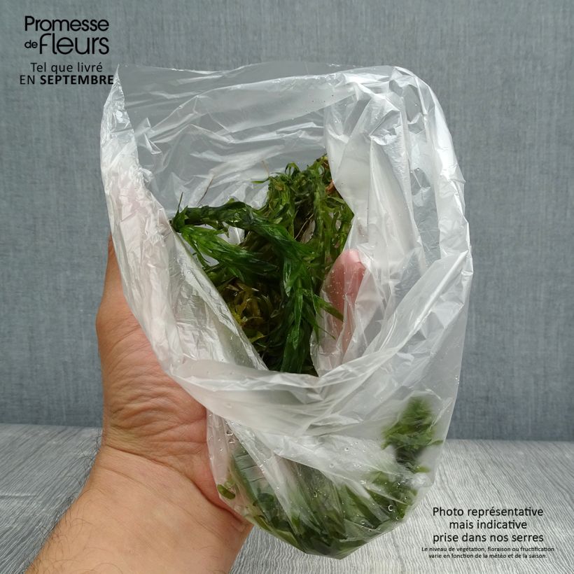 Exemplaar van Elodea canadensis - Brede waterpest Naakte wortel zoals geleverd in de herfst