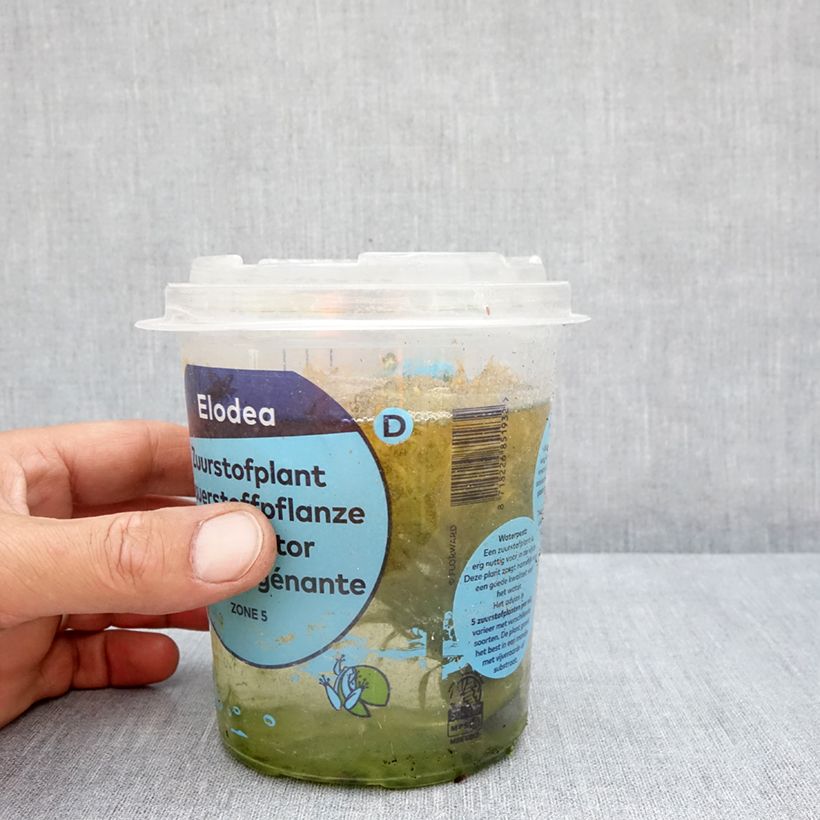 Example of Egeria densa - Waterpest Doos as you get in ete