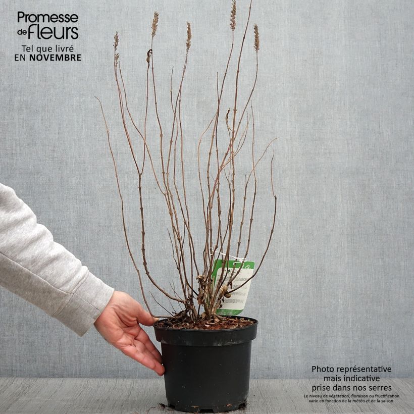 Exemplaar van Elsholtzia stauntonii - Chinese munt Pot van 2 l/3 l zoals geleverd in de herfst