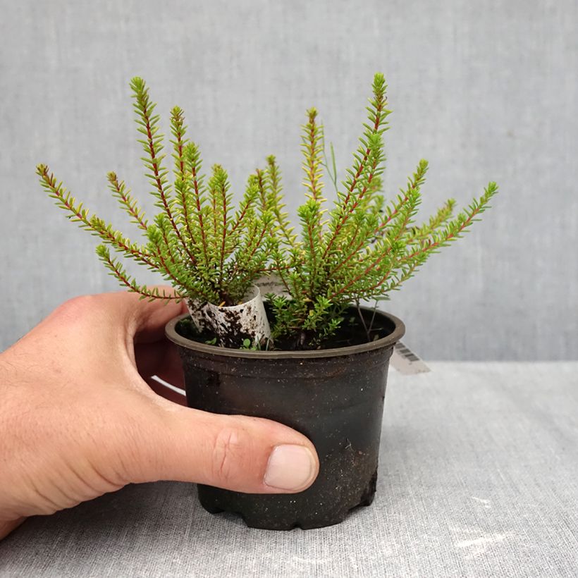 Exemplaar van Empetrum nigrum Bernstein - Kraaihei Pot van 10 cm/11 cm zoals geleverd in de herfst