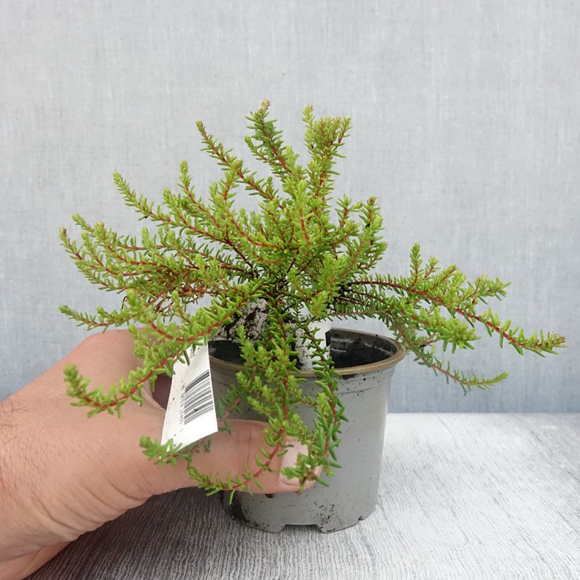 Exemplaar van Empetrum nigrum Bernstein - Kraaihei Pot van 10 cm/11 cm zoals geleverd in de zomer