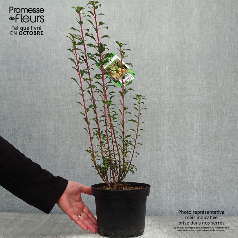 Exemplaar van Enkianthus campanulatus - Pronkklokje Pot van 2 l/3 l zoals geleverd in de herfst