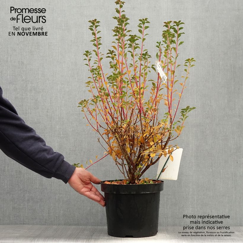 Exemplaar van Enkianthus campanulatus - Pronkklokje Pot van 6 l/7 l zoals geleverd in de herfst