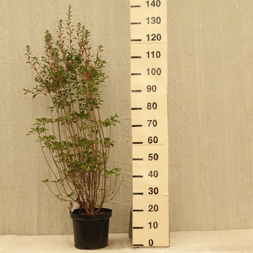 Exemplaar van Enkianthus campanulatus - Pronkklokje Pot van 6 l/7 l zoals geleverd in de zomer