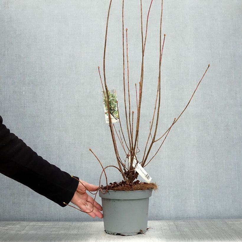 Exemplaar van Enkianthus campanulatus Prettycoat - Pronkklokje Pot van 2 l/3 l zoals geleverd in de herfst
