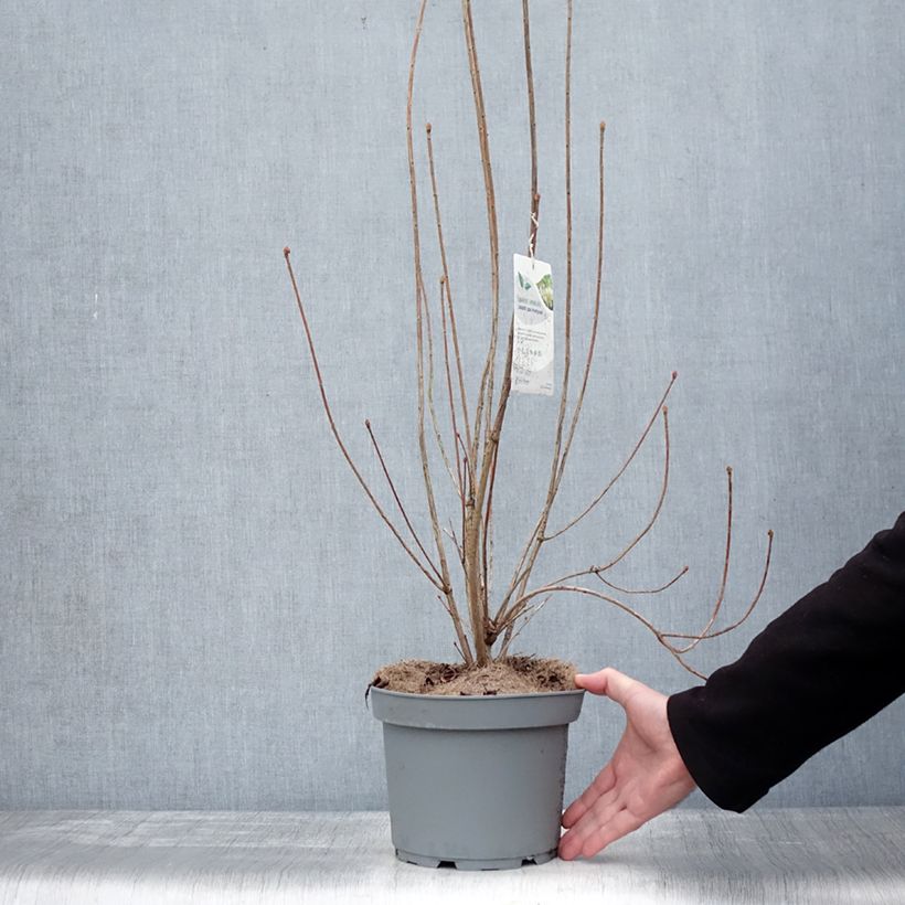 Exemplaar van Enkianthus campanulatus Prettycoat - Pronkklokje Pot van 2 l/3 l zoals geleverd in de winter