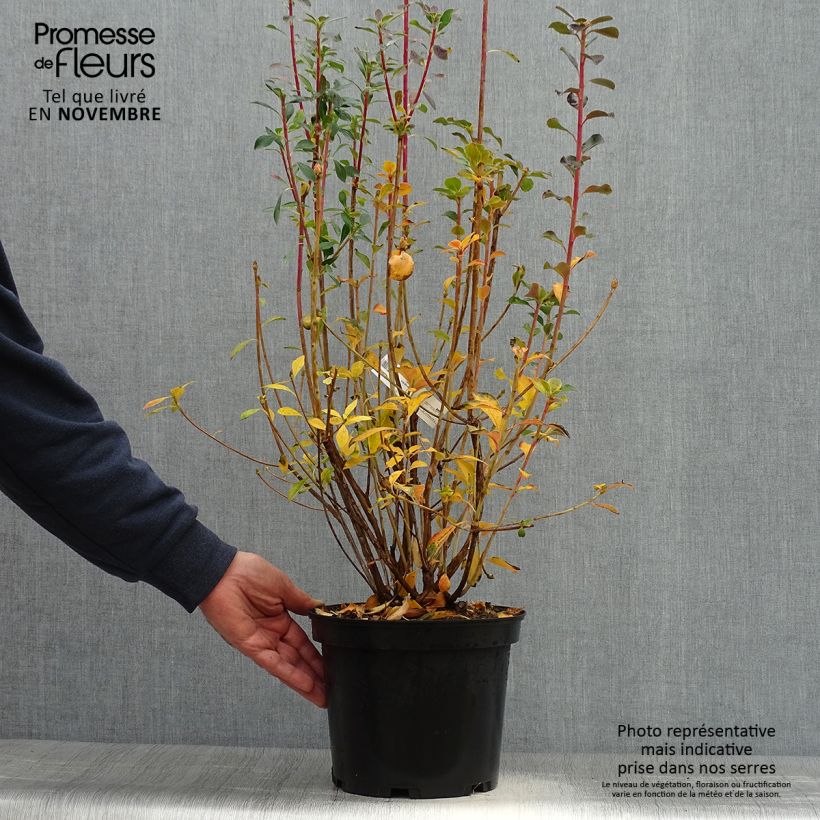 Exemplaar van Enkianthus campanulatus Red Bells - Pronkklokje Pot van 2 l/3 l zoals geleverd in de herfst