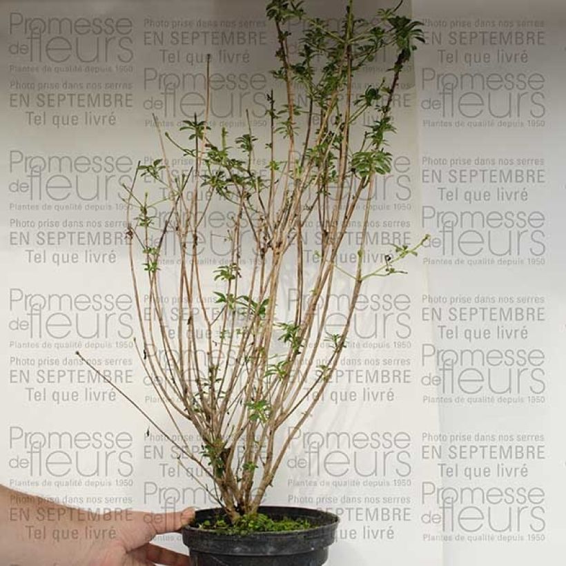 Example of Enkianthus campanulatus var. palibinii - Pronkklokje Pot van 4 l/5 l as you get