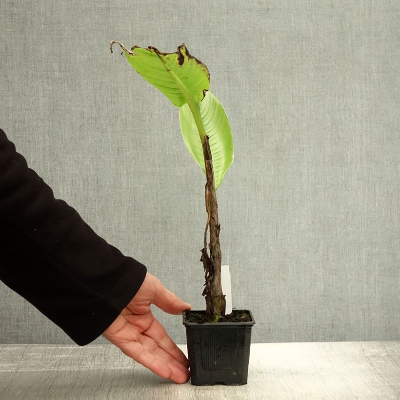 Exemplaar van Ensete glaucum - Bananier des neiges Godet de 8/9 cm zoals geleverd in de herfst