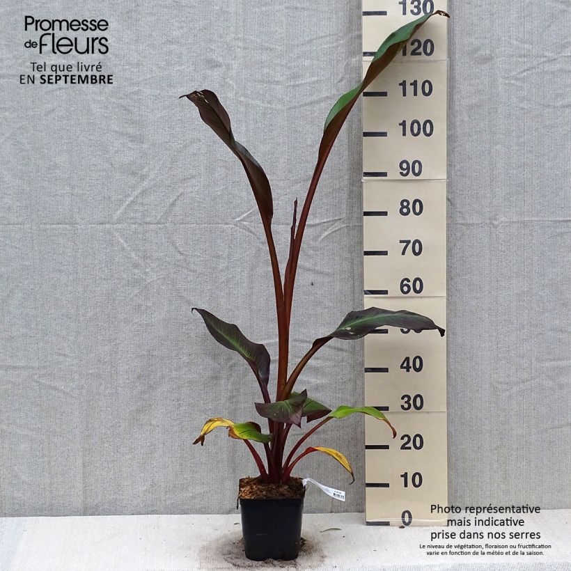 Exemplaar van Ensete ventricosum Maurelii - Ethiopische banaan Pot van 2 l/3 l zoals geleverd in de herfst