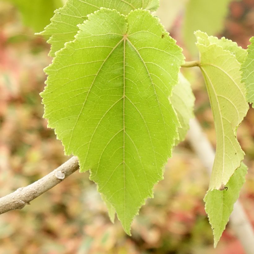 Entelea arborescens - Entélée arbustive (Blad)